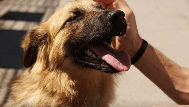 dog breath